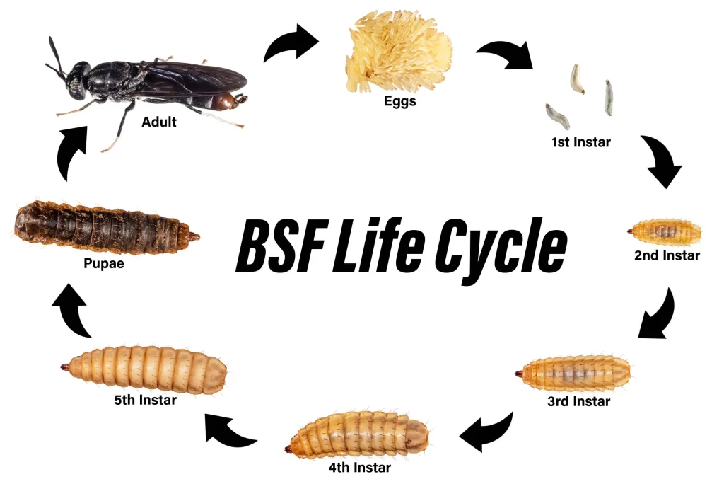 Black Soldier Fly Larvae in House BSF 1