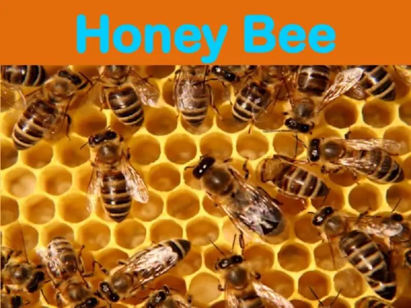 Honeybee PDF 2