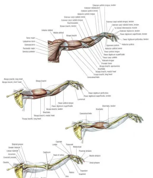 Strength Training Anatomy PDF 2