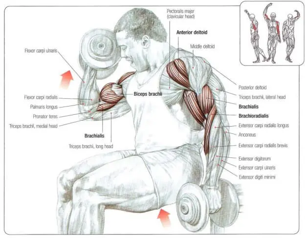 Strength Training Anatomy PDF 3